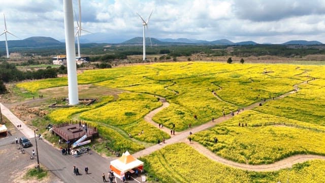 Vast field of yellow flowers with wind turbines