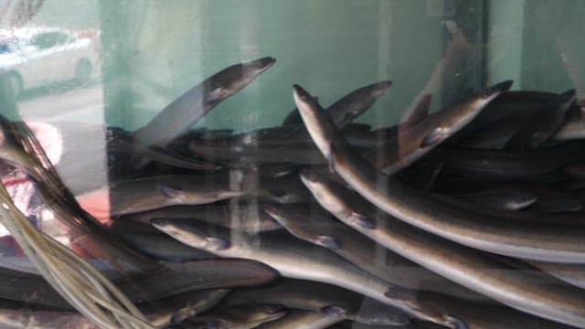 Eels swimming in a large tank indoors