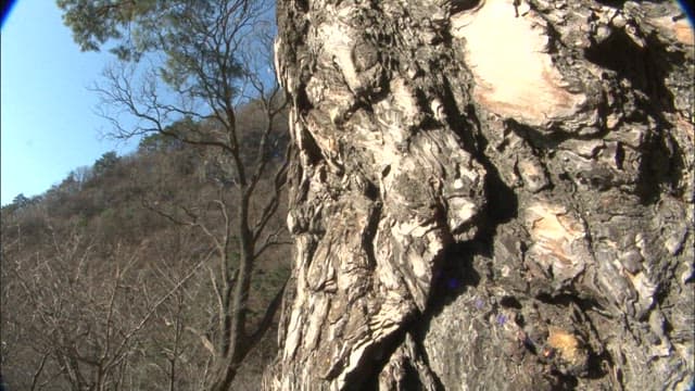 Textures of a Rugged Tree in Sunlight