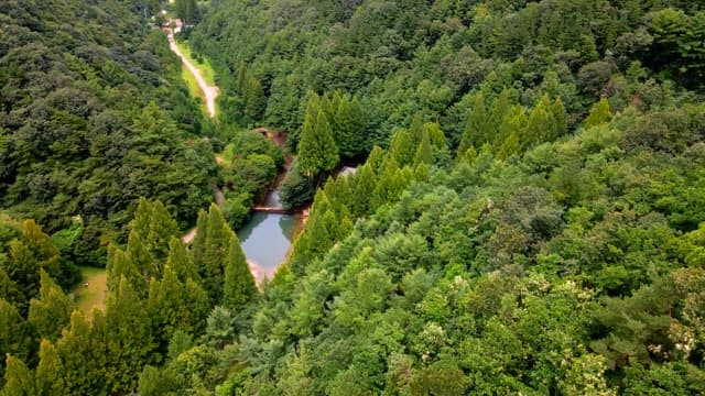 Secluded house surrounded by dense forest