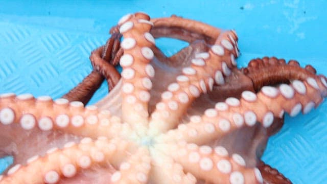 Octopus showing its suckers on the deck of a fishing boat