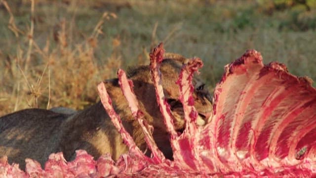 Lioness Eating its Fresh Prey in the Savannah