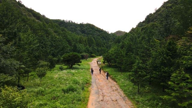 Group walking on a forest path
