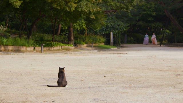 Cat lying leisurely in a park with women wearing hanbok