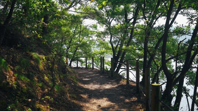 Quiet forest path by the river with sunlight shining through