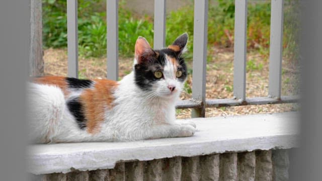 Cat leaning on a garden railing and looking around