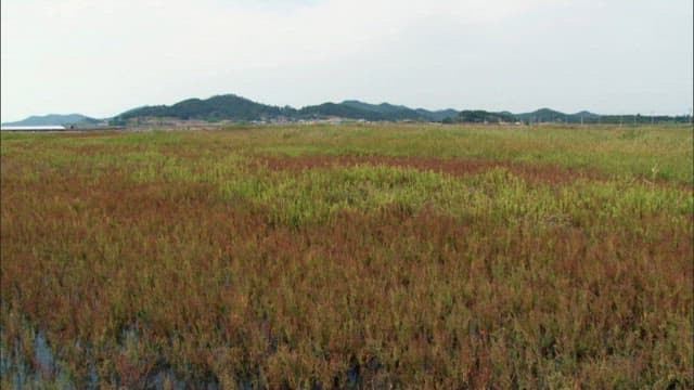 Red and green glasswort growing on the mudflats of the sea