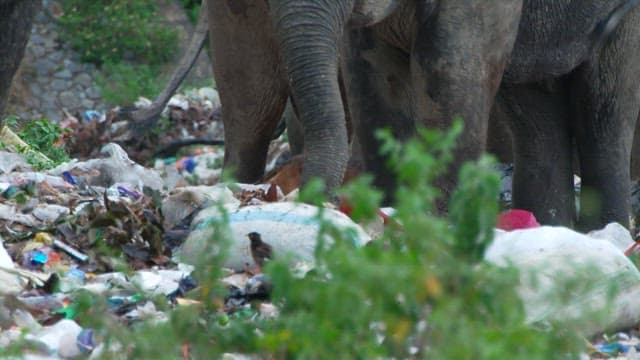 Elephant foraging in an urban garbage dump
