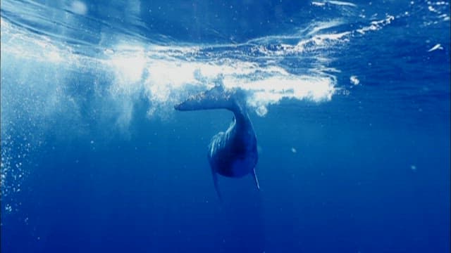 Majestic Whales Swimming Underwater