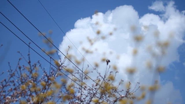 Yellow Flowers Blooming Against Electric Wires and Blue Sky