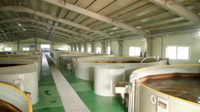 Interior View of a Large Fish Farm