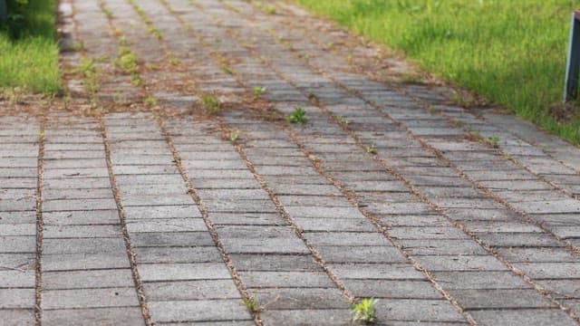 Serene Pathway in a Lush Park