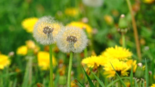 Dandelions and dandelion seeds blooming among the green leaves on a sunny day