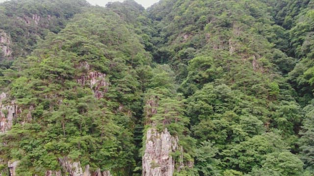Lush green forest with rocky cliffs