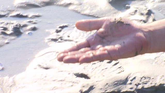 Child Experiencing the Ecosystem of Tidal Flat