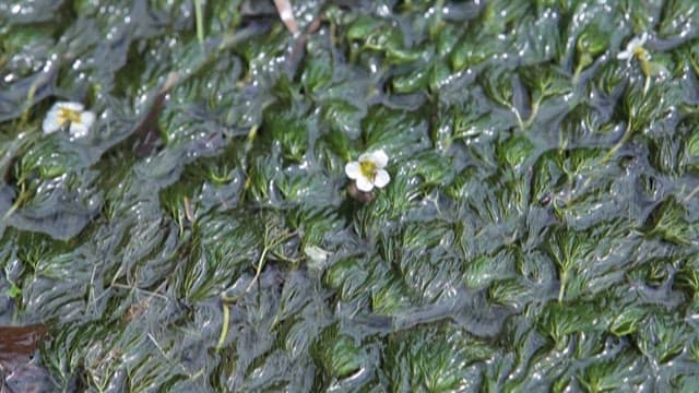 Flowers blooming in aquatic plants