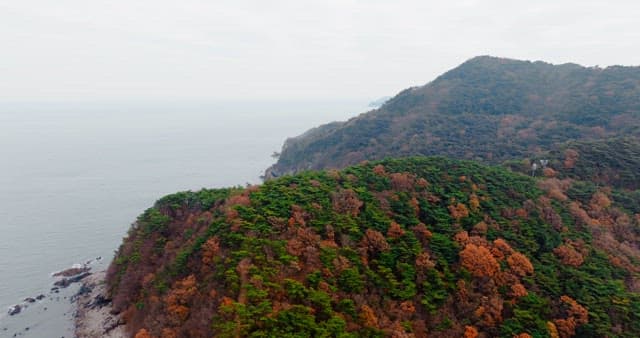 Autumn-Colored Forest on a Remote Island