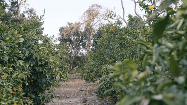Orchard Pathway Lined with Fruit Trees