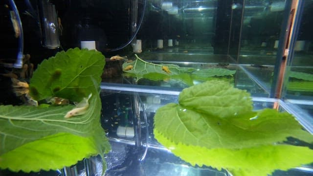 Fish swimming among large green leaves in an aquarium