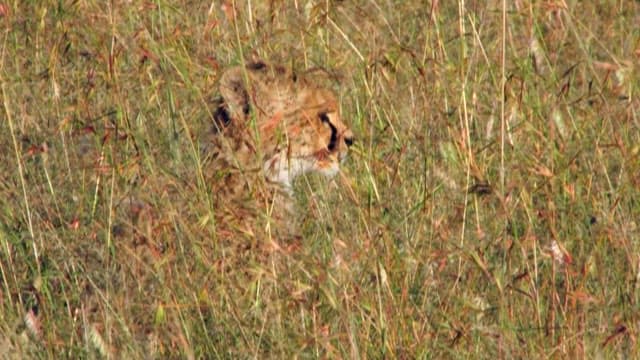 Cheetah Cub Hiding in the Grass
