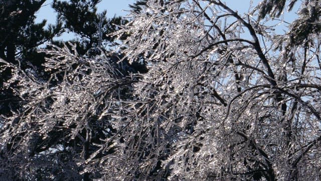 Sunlight Glistening on Icy Tree Branches