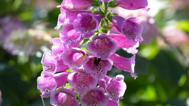 Foxgloves with Visiting Bees