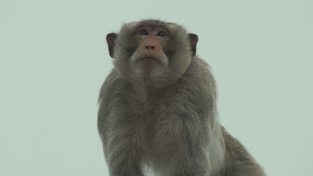 A monkey gazing upwards with a pensive expression