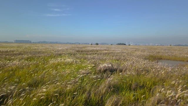 Vast field with distant cityscape