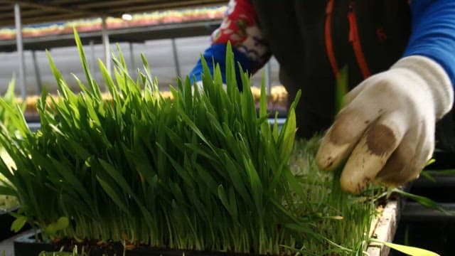 Hands harvesting green barley sprouts in a greenhouse