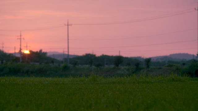 Sunset over a Tranquil Green Field