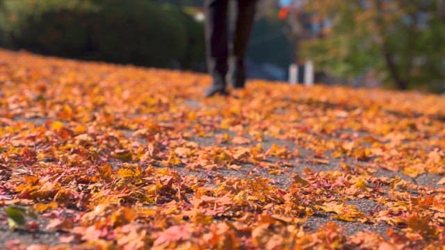 Strolling through colorful autumn leaves