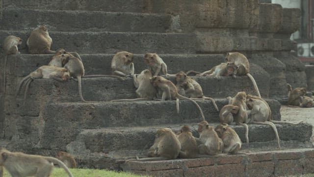 Group of Monkeys Resting and Playing on Stone Structure