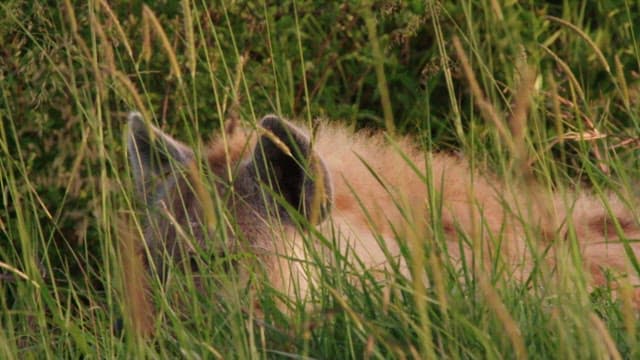 Hyena Resting in Tall Grass at Sunset