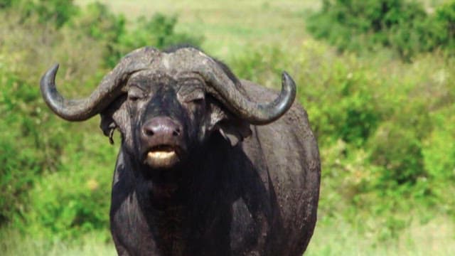 Close-up views of a large buffalo in the wild