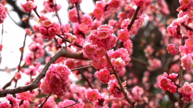 Pink flowers blooming on tree branches in spring