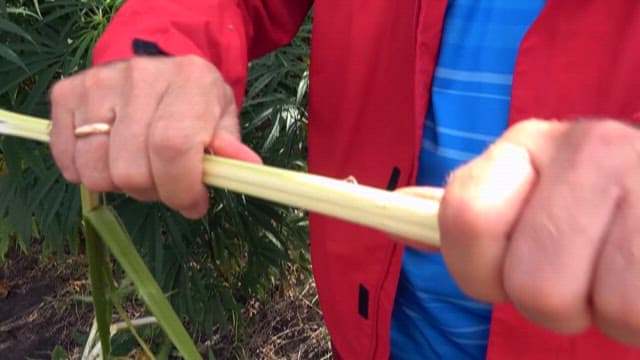 Breaking Stalks of Cannabis Plant