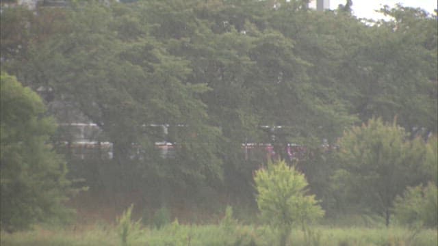 Rainy day scenery with trees and cars in the background