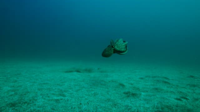 Octopus and dolphin underwater