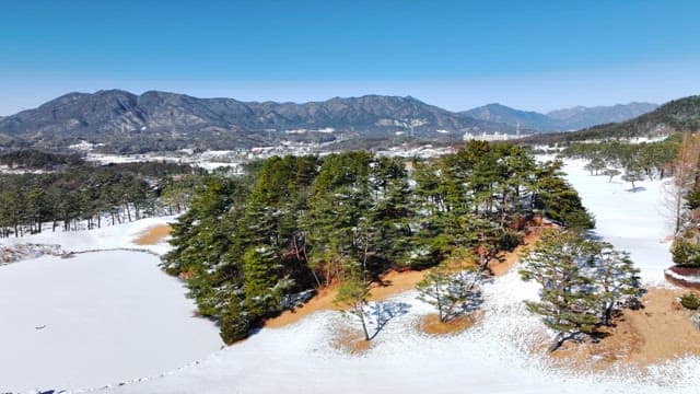 Snow-Covered Landscape with Pine Trees