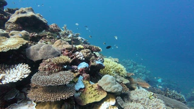 Colorful coral reef with diverse fish