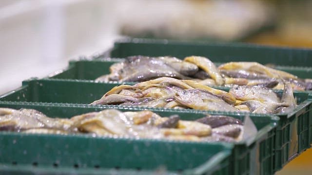 Fish being sorted in green crates in a food processing factory