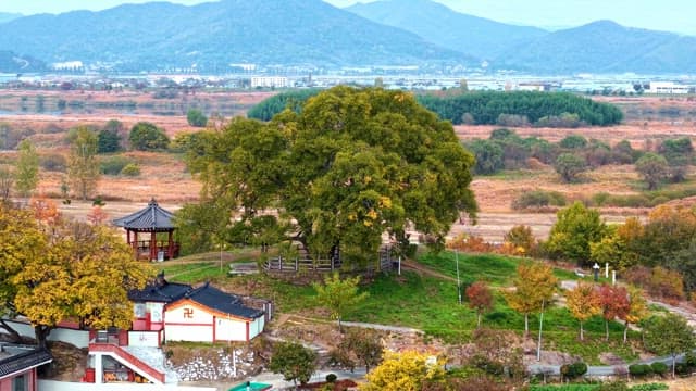 Large tree in a scenic park with mountains