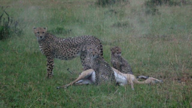 Cheetahs Encountering Prey in the Grassland
