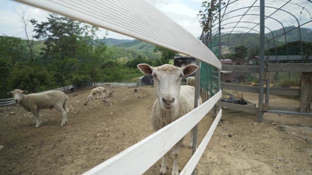 Sheep gathered inside a rural farm enclosure