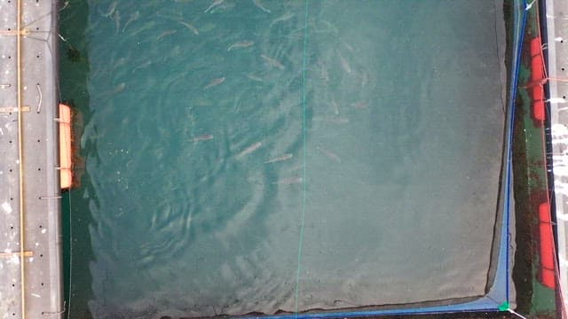 Square-shaped fish farms on the sea