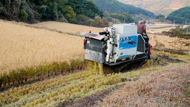 Farmer operating a harvester in a rice field