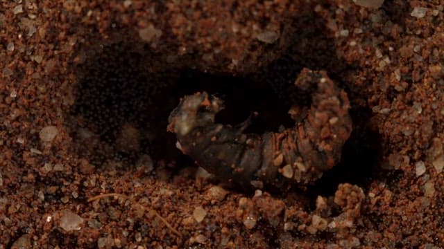 Black larva wriggling in the dirt