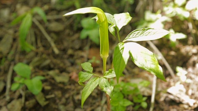 Green arisaema growing in the forest