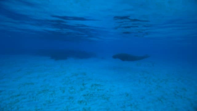Dugong Swimming Peacefully Underwater