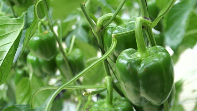 Green leaves and green bell peppers